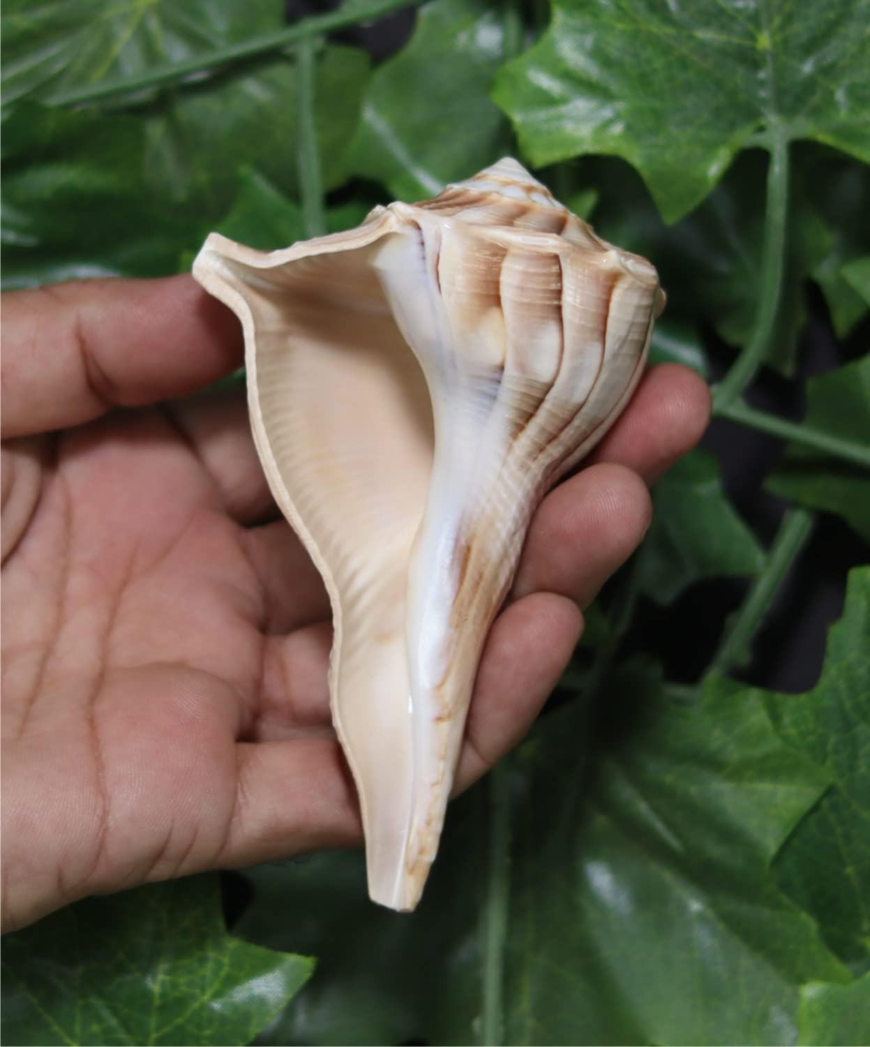 ASHIRWAD Dakshinavarti Original Shankh Valampuri Sangu Right Handed Lakshmi Shankh Conch Shell (4 inch brown)