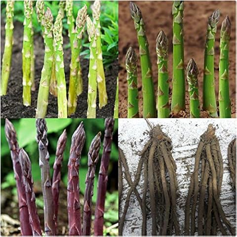 Asparagus Crowns Mixed Varieties X 12 Bare Root Crowns Gijnlim, Avalim, Pacific Purple X 4 of Each for Planting by Growtanical® Cover