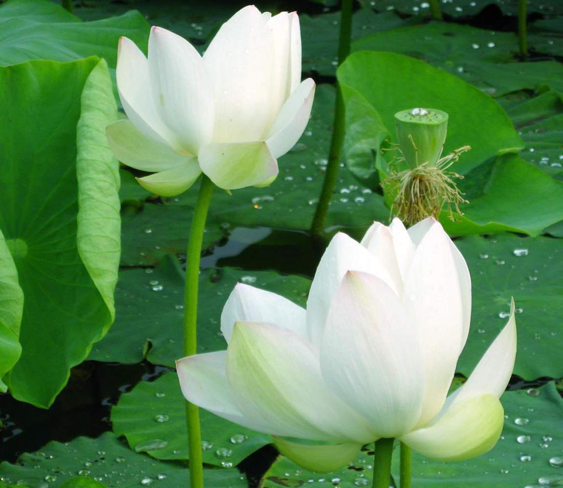 Allgemein Lotus Seeds,Water Lily Flower Plant Seeds ,20Pcs Finest Viable Aquatic Water Features Seeds,Home Garden Yard Decor (White) (B08XVFQMV8) Amazon Price History, Amazon Price Tracker