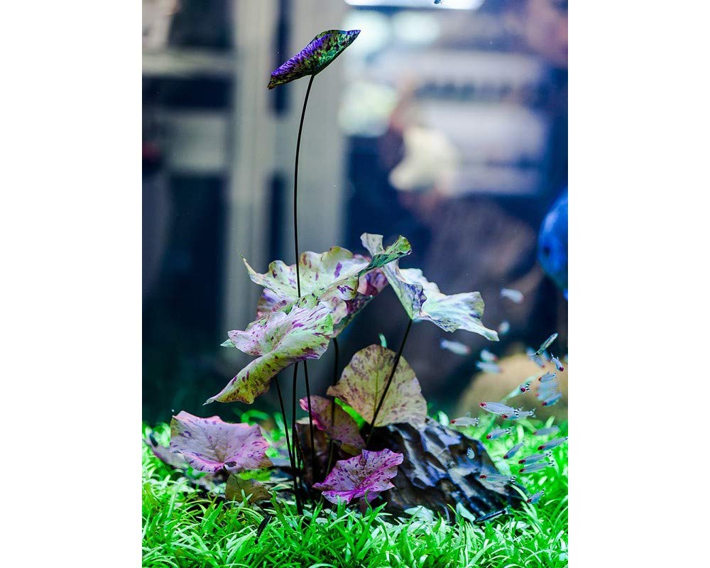 Tigerlotus - Plante en laine - Pour aquarium - Rouge