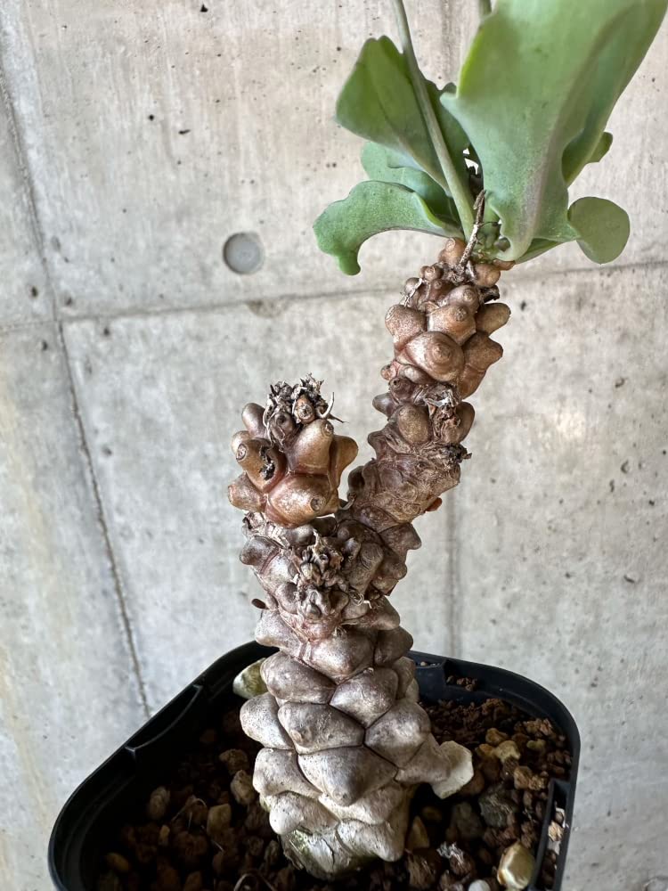 Amazon｜【現品限り】オトンナ・ヘレー【B65】 Othonna herrei【植物