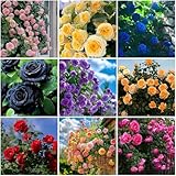 Mixrug 30+ Climbing Rose Seeds for Planting Outdoors-Hybrid Climbing Rose Seeds Plant -Roses Bushes Seed Ready to Plant Non-GMO Heirloom Flower Seed Perennial Outdoor