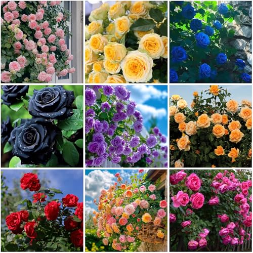 Mixrug 30+ Climbing Rose Seeds for Planting Outdoors-Hybrid