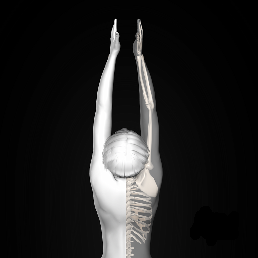 360° Anatomy for Artists: Female Yoga - App on Amazon Appstore