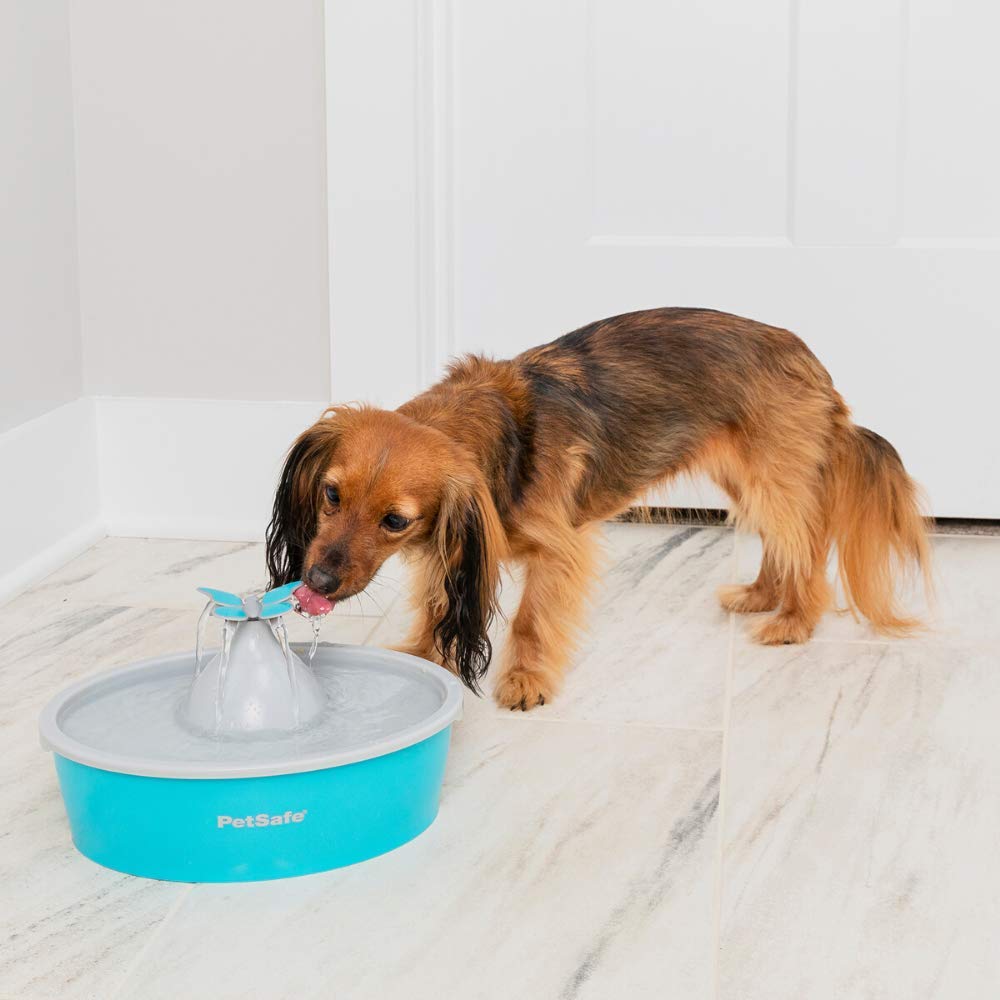 PetSafe Drinkwell Butterfly fontanna do picia dla kotów i małych psów, tworzywo sztuczne bez BPA, pojemność 1,5 l, niebieska