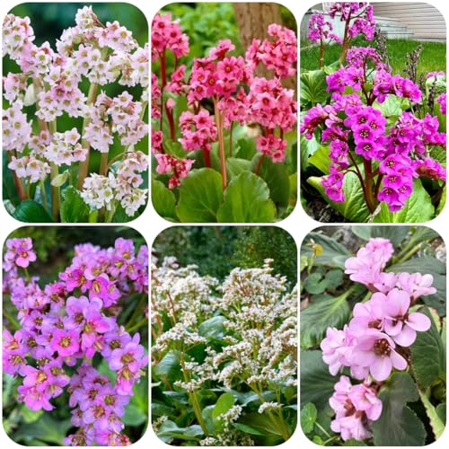 semi di bergenia, luoghi soleggiati di bergenia di medicinali, balcone tappezzante perenne resistente 100pcs