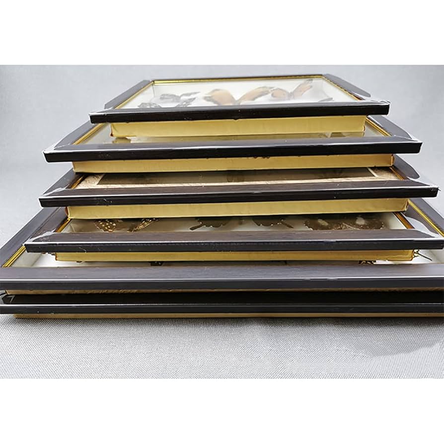 サクラマス 標本　剥製　フレーム入り 71VtX0PJ60L._UF350,350_QL80_.jpg