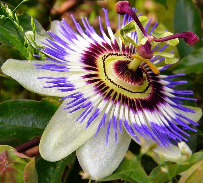 RAISE ME UP: Passionflower Seeds – Wild Purple Passion Vine, Perennial Flowers