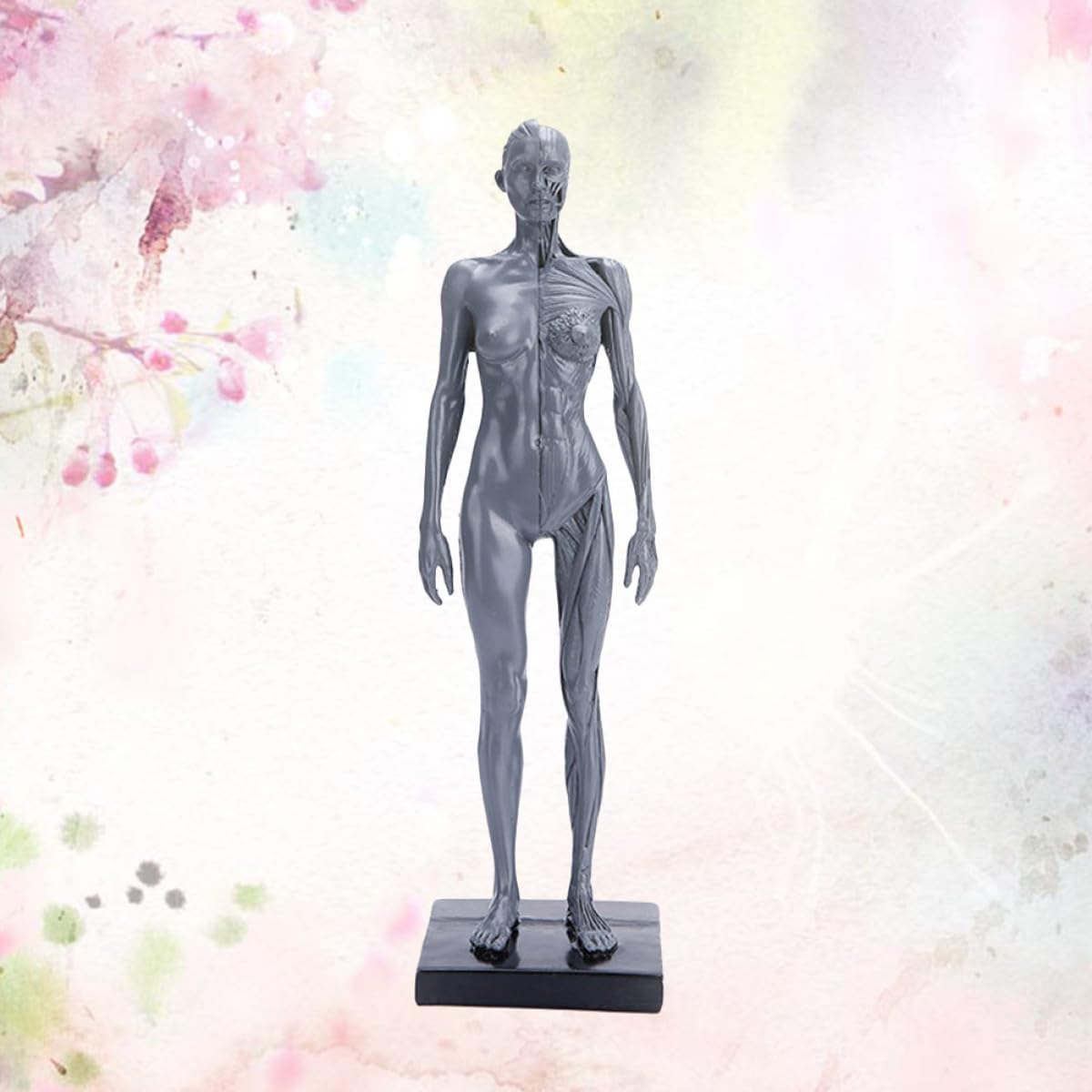jojofuny Modèle Anatomique Accessoire Éducatif en Résine Haute Précision et Collection D'art pour Enseignement et Activités Célébratives