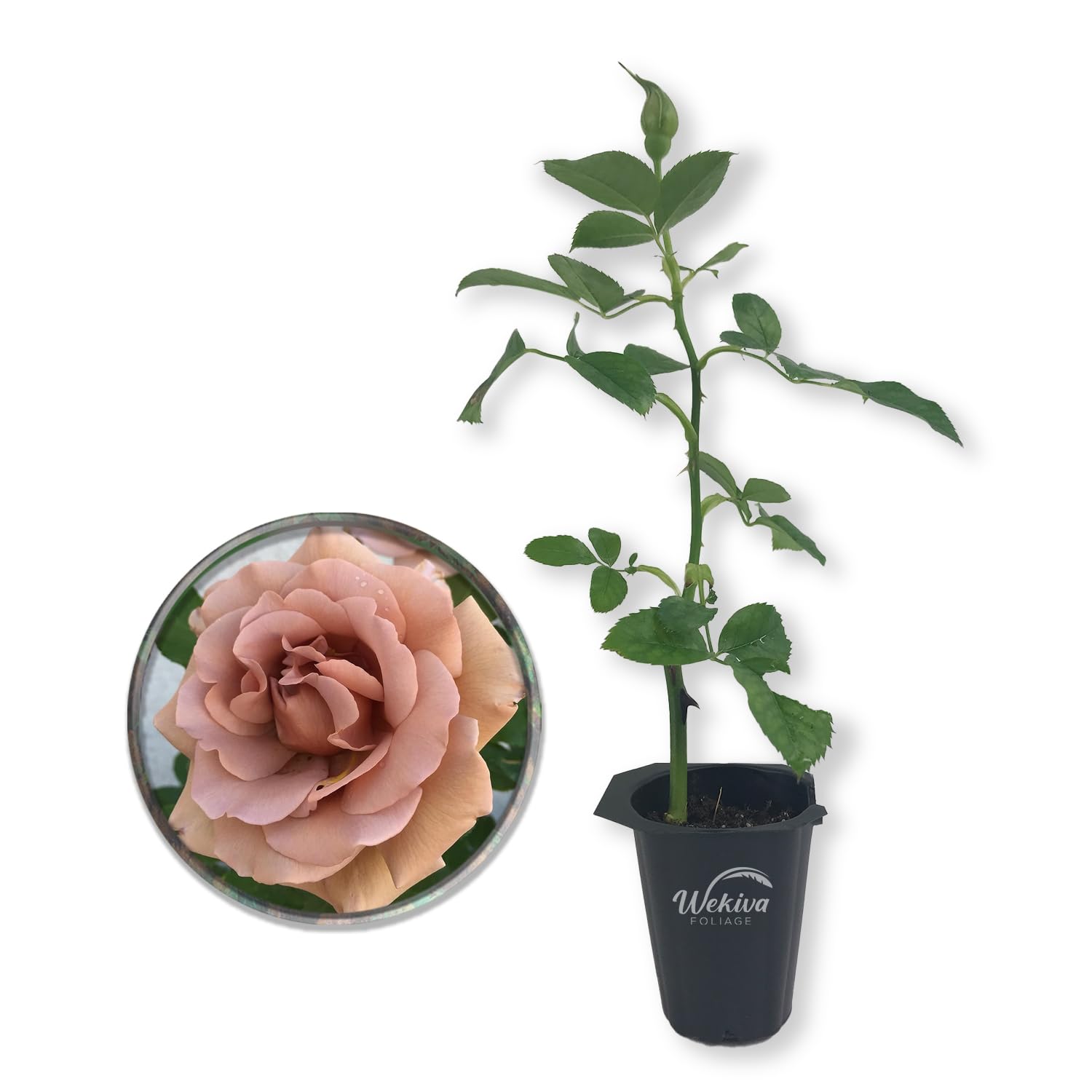 Rose…要コメント＆プロフ必読 Amazon.com : Koko Loko Rose Bush - Live Starter Plant in a 2 Inch