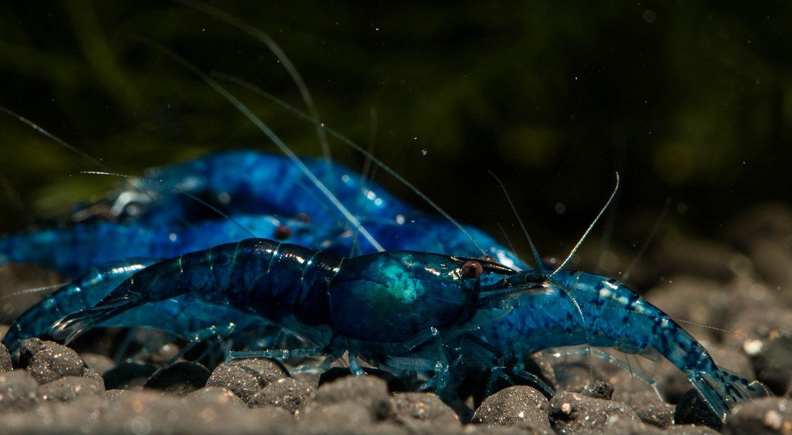 Blue Diamond Zwerggarnele (DNZ), 10 Stück