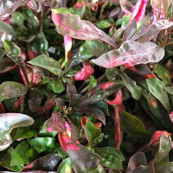 40pz Pianta Alternanthera Dentata