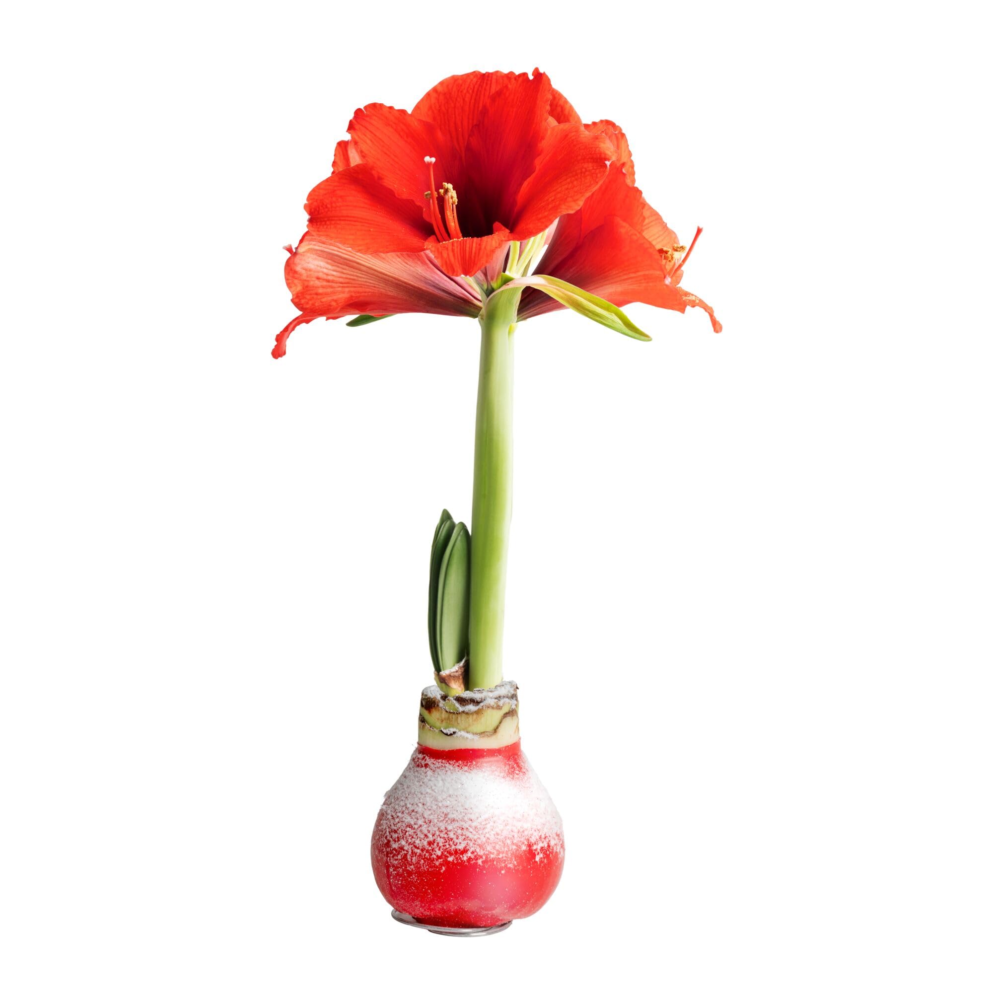 Amazon.com: Costa Farms Amaryllis Live Plant in Bulb, Easy to