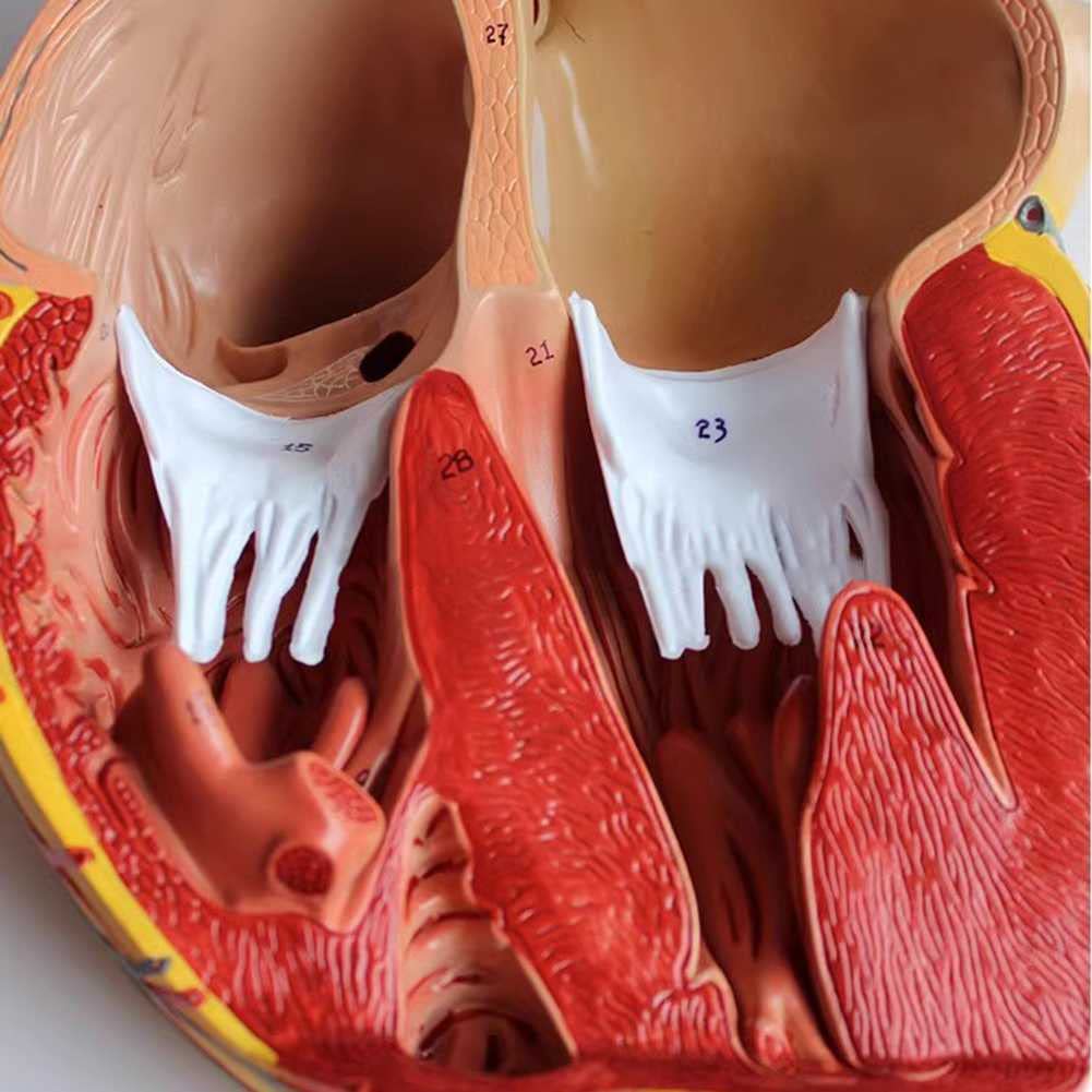 Xiaoxu Modelo anatómico con Aumento de 4X, 3 Partes extraíbles, guía Digital y Referencia de posición anatómica para el Aprendizaje de la Estructura del Cuerpo Humano.
