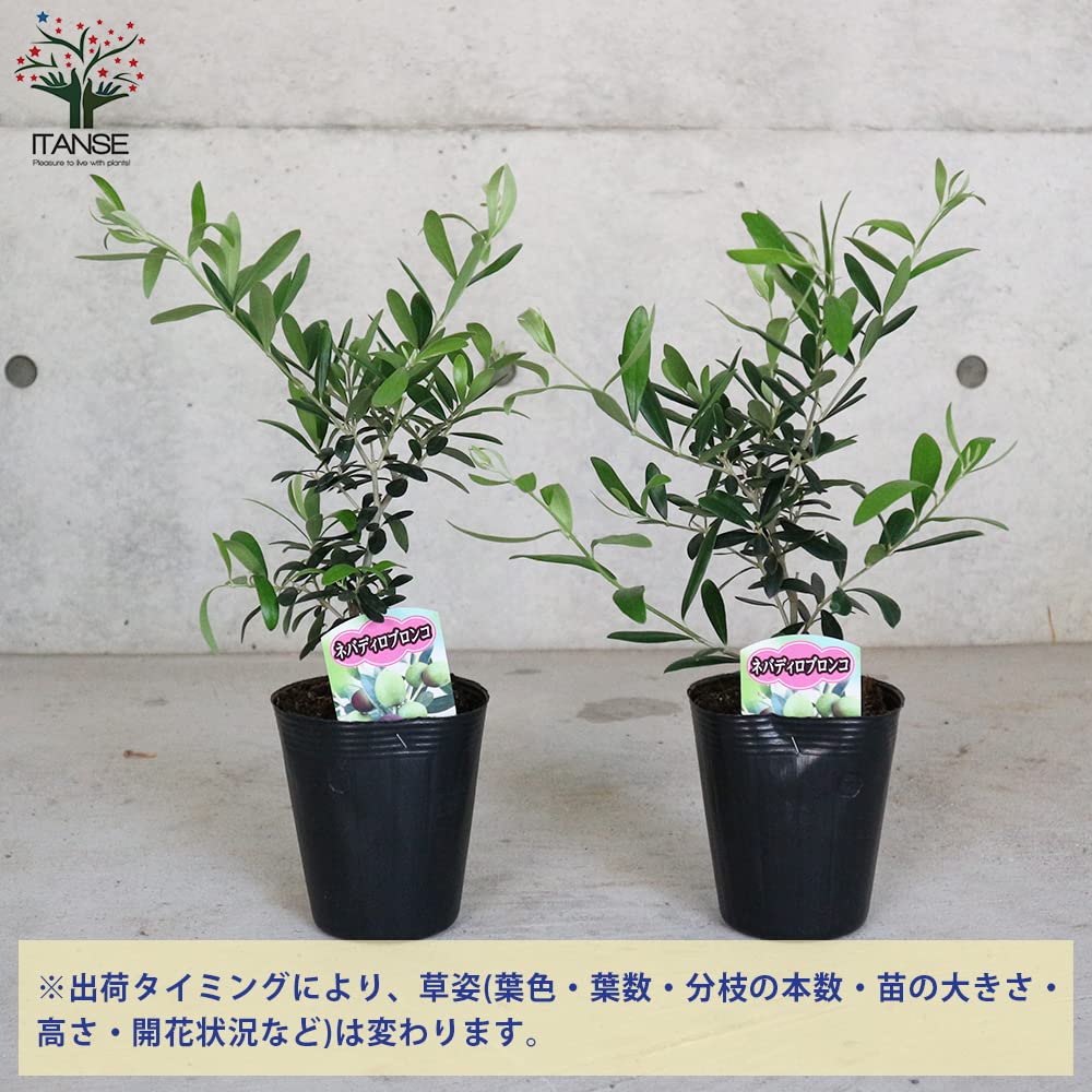 Amazon.co.jp: オリーブの苗木 品種：ネバディロブランコ 4号ポット苗