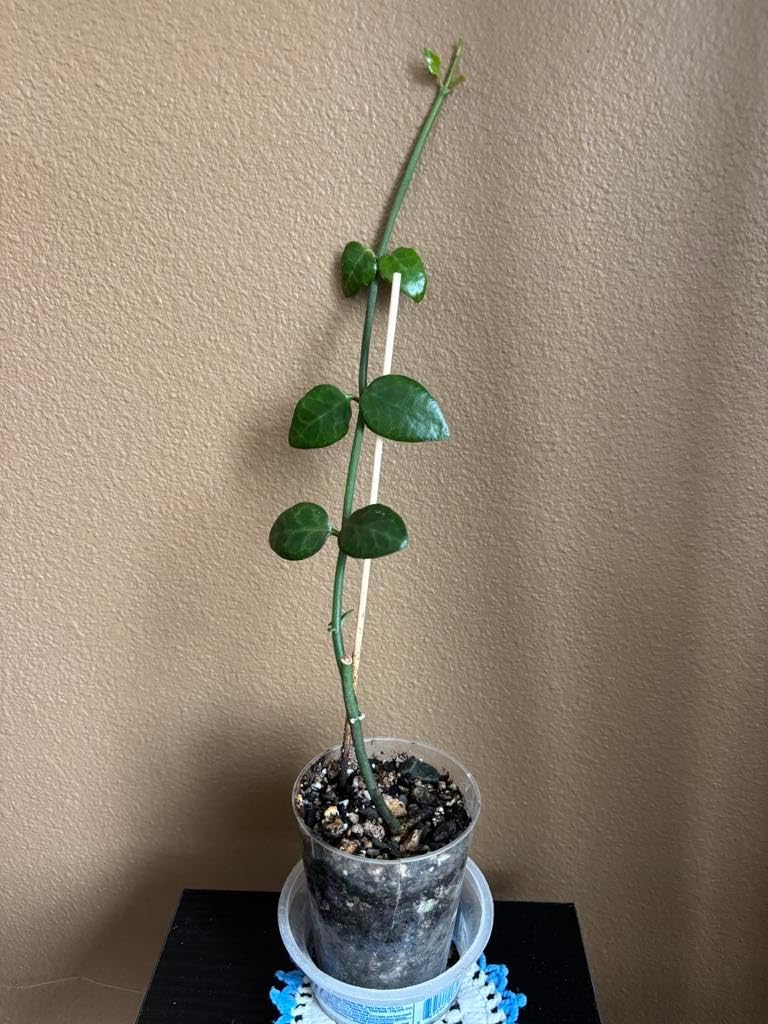 Ceropegia Sandersonii - Parachute Live Plant!