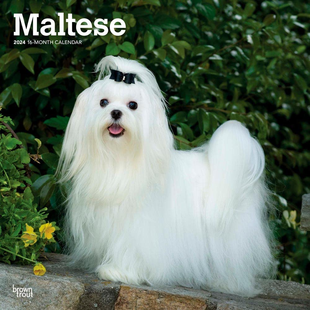 Maltese 2024 Square Amazon.de Bücher