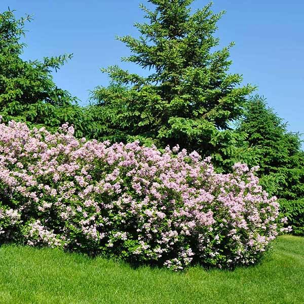 Brighter Blooms Miss Kim Lilac Shrub