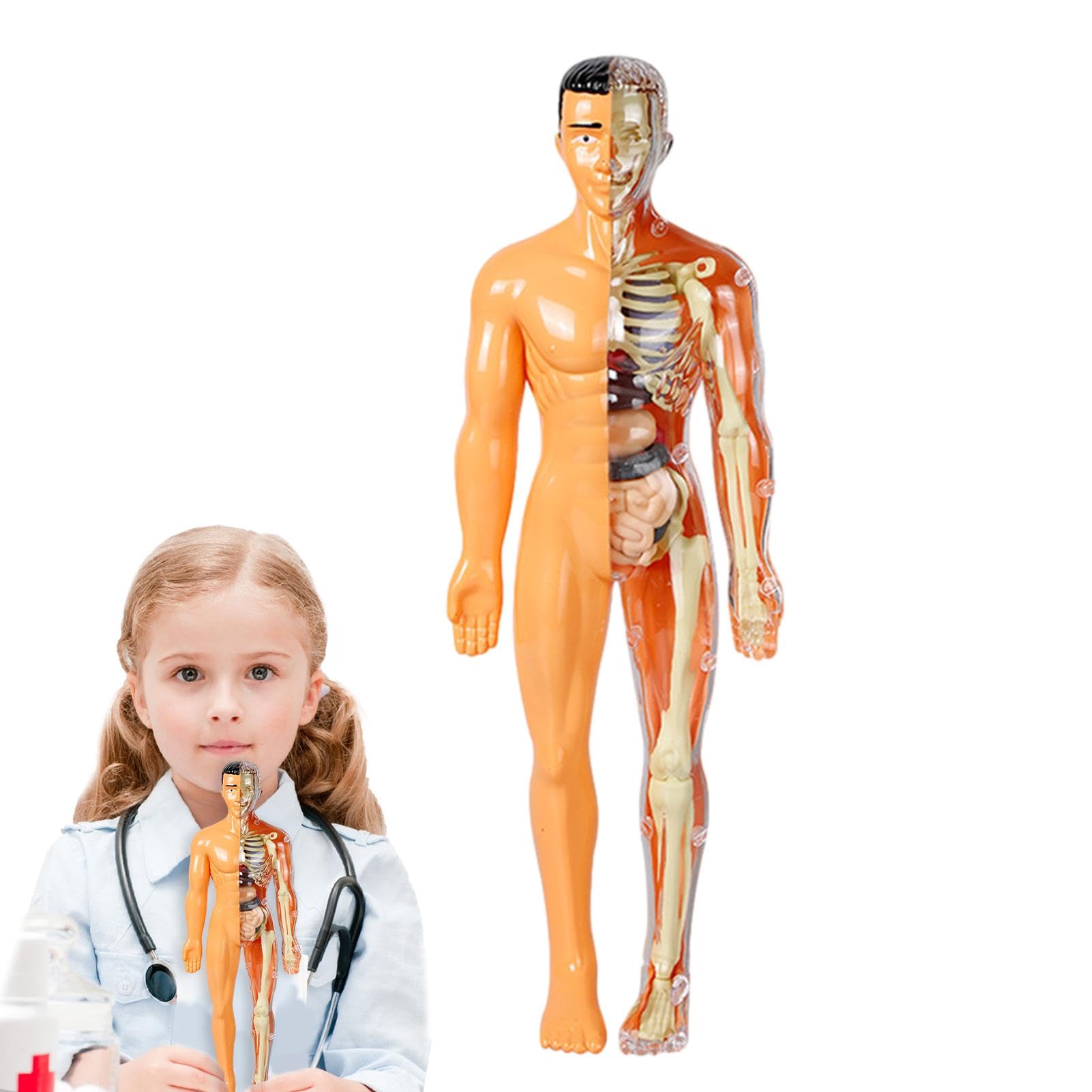 Amazon | 体の解剖学パズル - 早期に人間のおもちゃの骨格モデルセット