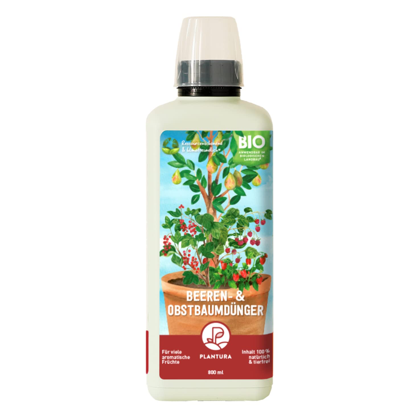 euphorbia tithymaloides variegata Euphorbia Tithymaloides Variegata/ Varigated Devil's Backbone/ Pedilan –  Leafy Island main image 1