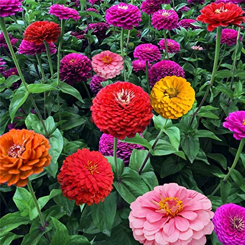 100Pcs/Pack Flower Seeds White Dah lia Seeds Beautiful Perennial Flowers Seeds Dah lia for DIY Home Garden