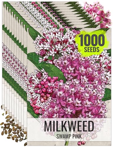 Seed Needs Milkweed Seeds for Planting Pink Swamp Asclepias incarnata - Heirloom & Untreated Perennial Flower Seed to Plant a Monarch Butterfly Garden (10 Packs)