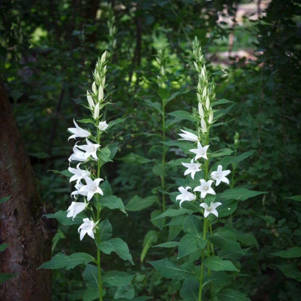 Campanula pyramidalis 'Alba' - Hardy Perennial with Towering White Bell-Shaped Flowers – 2X 1 Litre Potted Plant by Thompson & Morgan