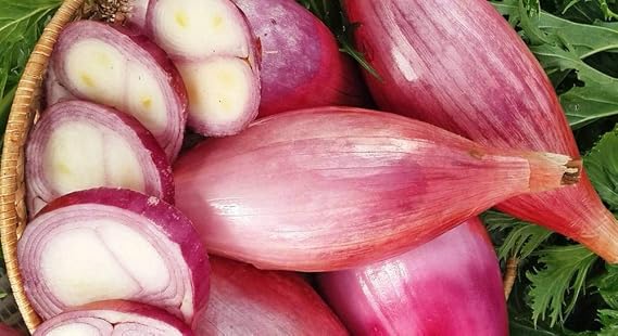 Seeds Red Shallot Onion Heirloom Vegetable for Planting Non GMO