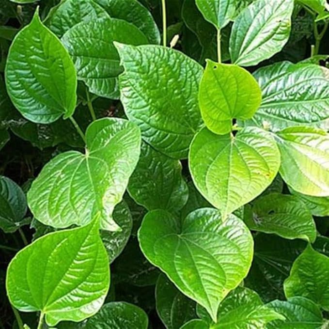 Image of Calcutta Paan Live Plant (Aromatic Betel Leaf) - Premium Variety from West Bengal | Ayurvedic & Sacred Climber | Organic, Easy Grow Indoors /Outdoors | Chewing & Puja Use