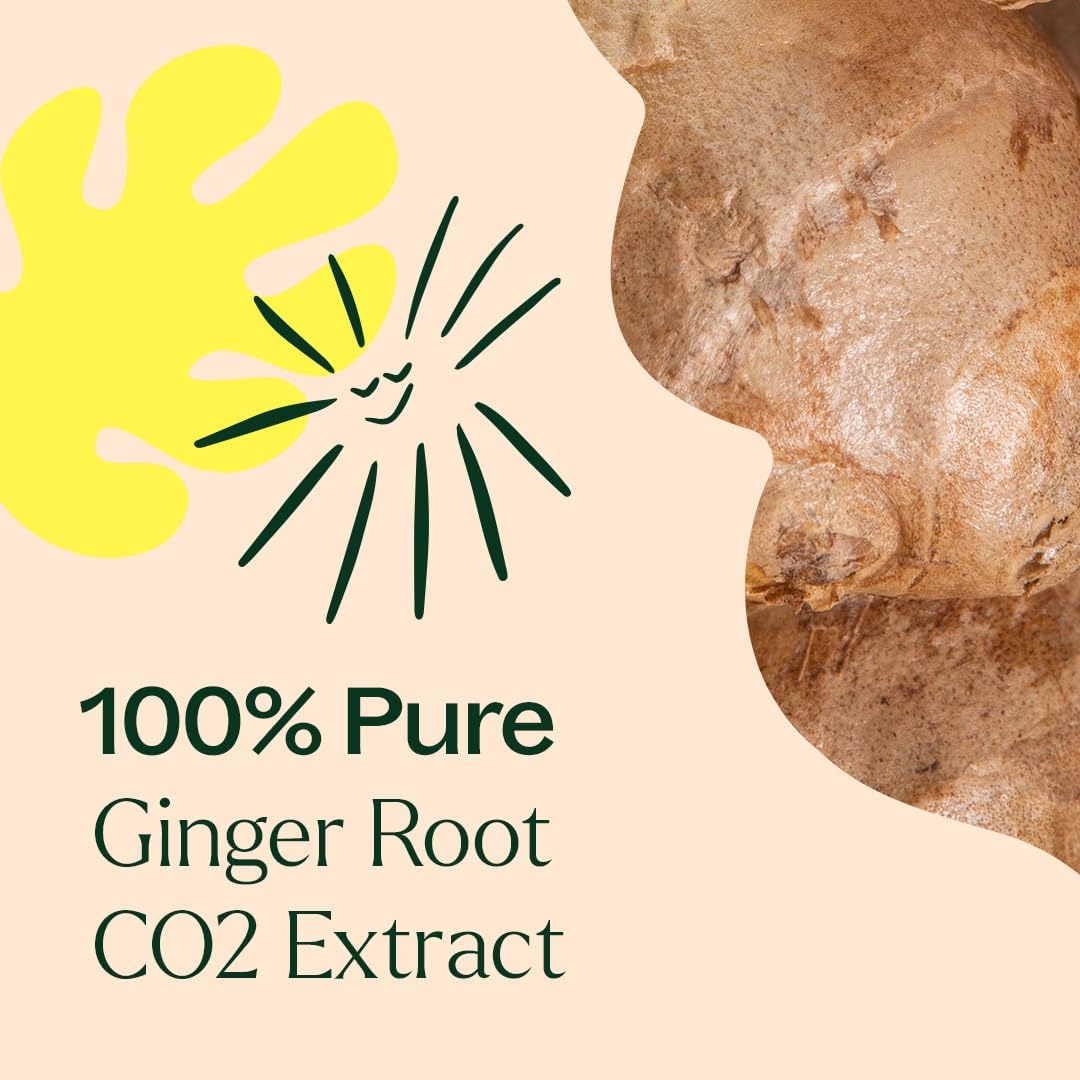 Plant Therapy Ginger Root CO2 Essential Oil 30 mL (1 oz), 100% Pure, Undiluted, Digestion Support and Aromatherapy