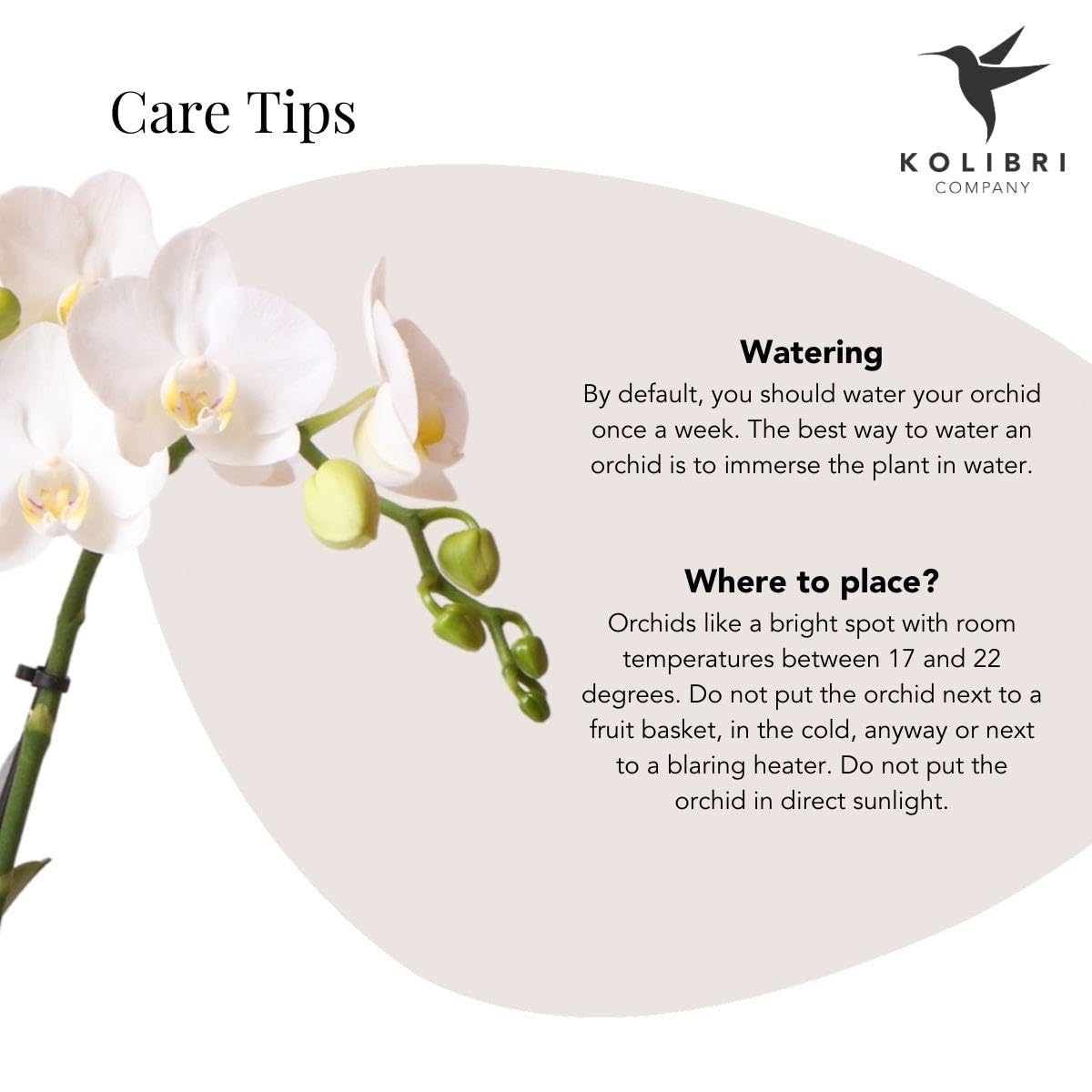 KOLIBRI Orchidée Phalaenopsis Blanche Amabilis Elite Pot Gold 9 cm 40 cm Plante d'intérieur