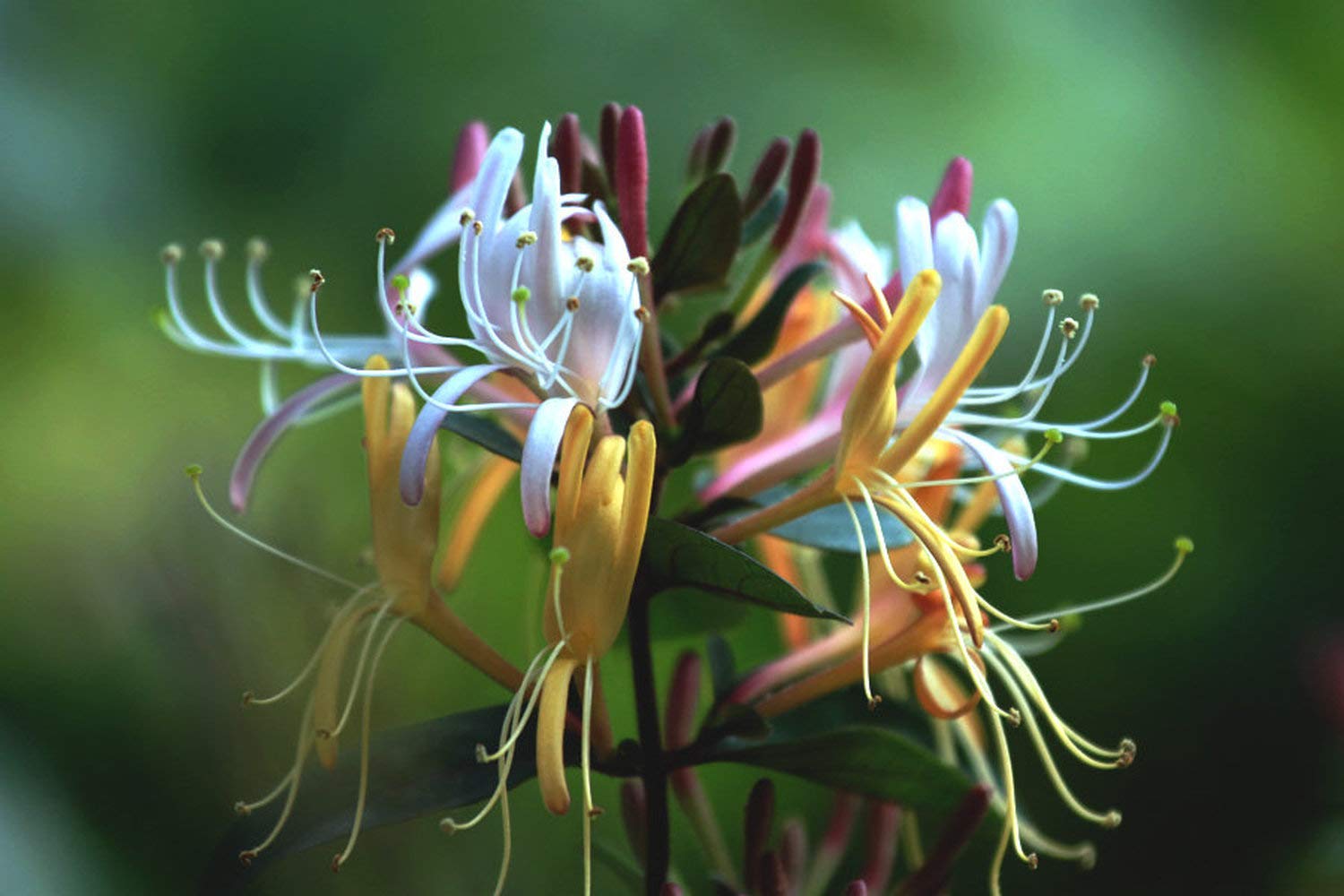 50pcs Honeysuckle Vine Seeds Rare Colorful Hot Sale Real Sementes Cape Honeysuckle Bonsai, Fresh Exotic Flower Rare Bonsai Plant!