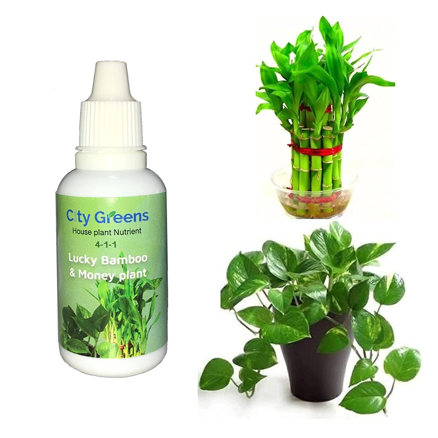City Greens Aquatic Plant Nutrient Fertilizer for Lucky Bamboo, Money