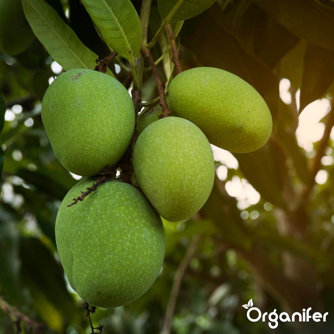 Fertilizzante liquido organico 1L per mango – crescita ottimale e frutti rigogliosi – Organifer