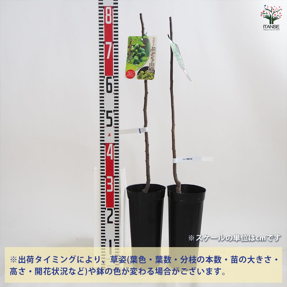 Amazon.co.jp: ITANSE 山椒の苗木 ウルトラ朝倉山椒・ぶどう山椒