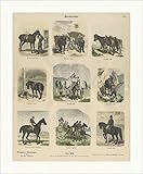 Razas de caballos árabe escocés español puntada madera Múnich 409