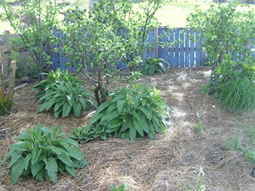 Ten Russian Comfrey Root Cuttings - Bocking 14 Cultivar - Comphrey - Knitbone By Yumheart Gardens (10)