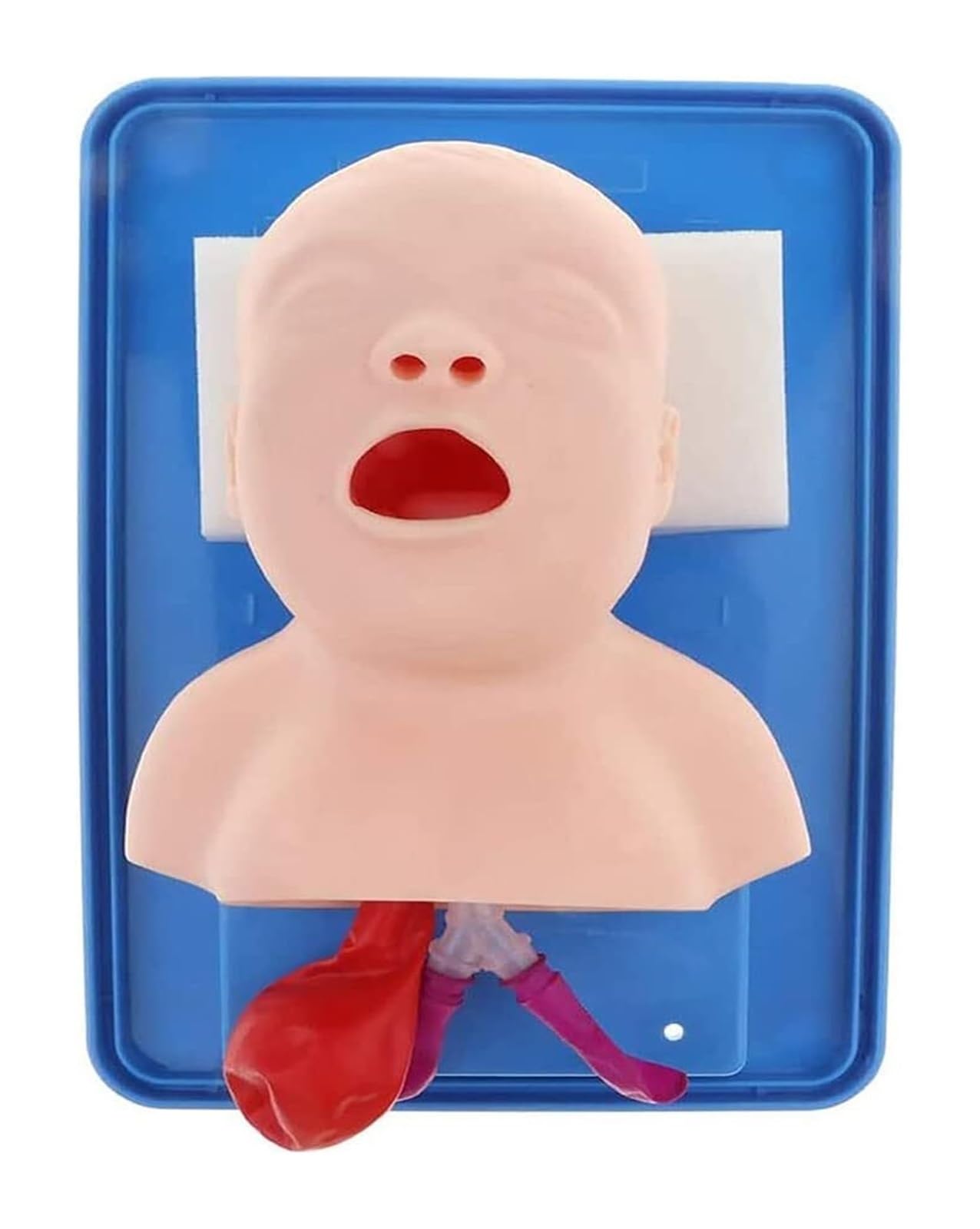 Mannequin d'intubation néonatale en PVC 1:1 AMITD pour la formation médicale