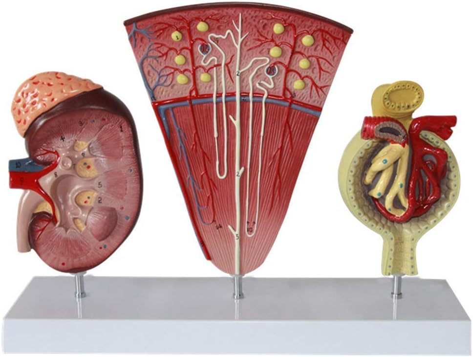 Amazon.com: Teaching Model, Kidney Anatomical Model - Human Renal Unit ...