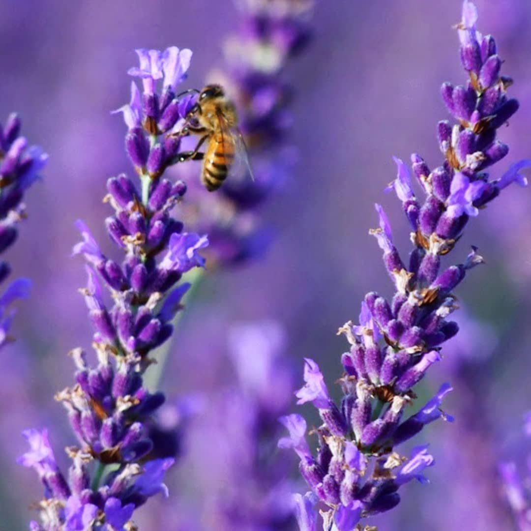 See full amazon price history chart for Ekaaksh - Lavender Seeds, Lavender Flower Seeds, Lavender Herb Seeds Ekaaksh - Lavender Seeds, Lavender Flower Seeds, Lavender Herb Seeds (B0B26PLSD9) Amazon Price History, Amazon Price Tracker