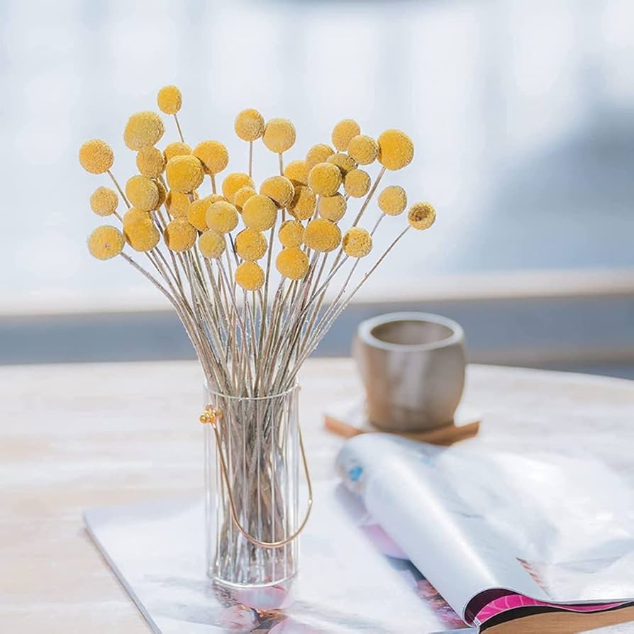 Amazon｜Ntcpefy 40個の乾燥したクラスペディアの花 乾燥ビリーボタン