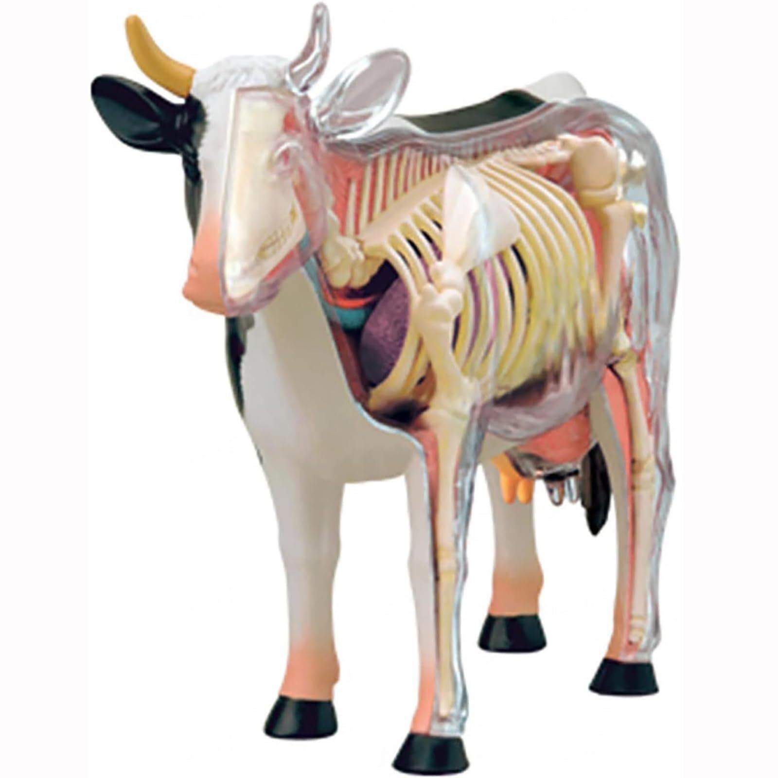 AMITD Modelo de anatomía de vaca 4D de 29 piezas para enseñanza veterinaria y clínica de mascotas