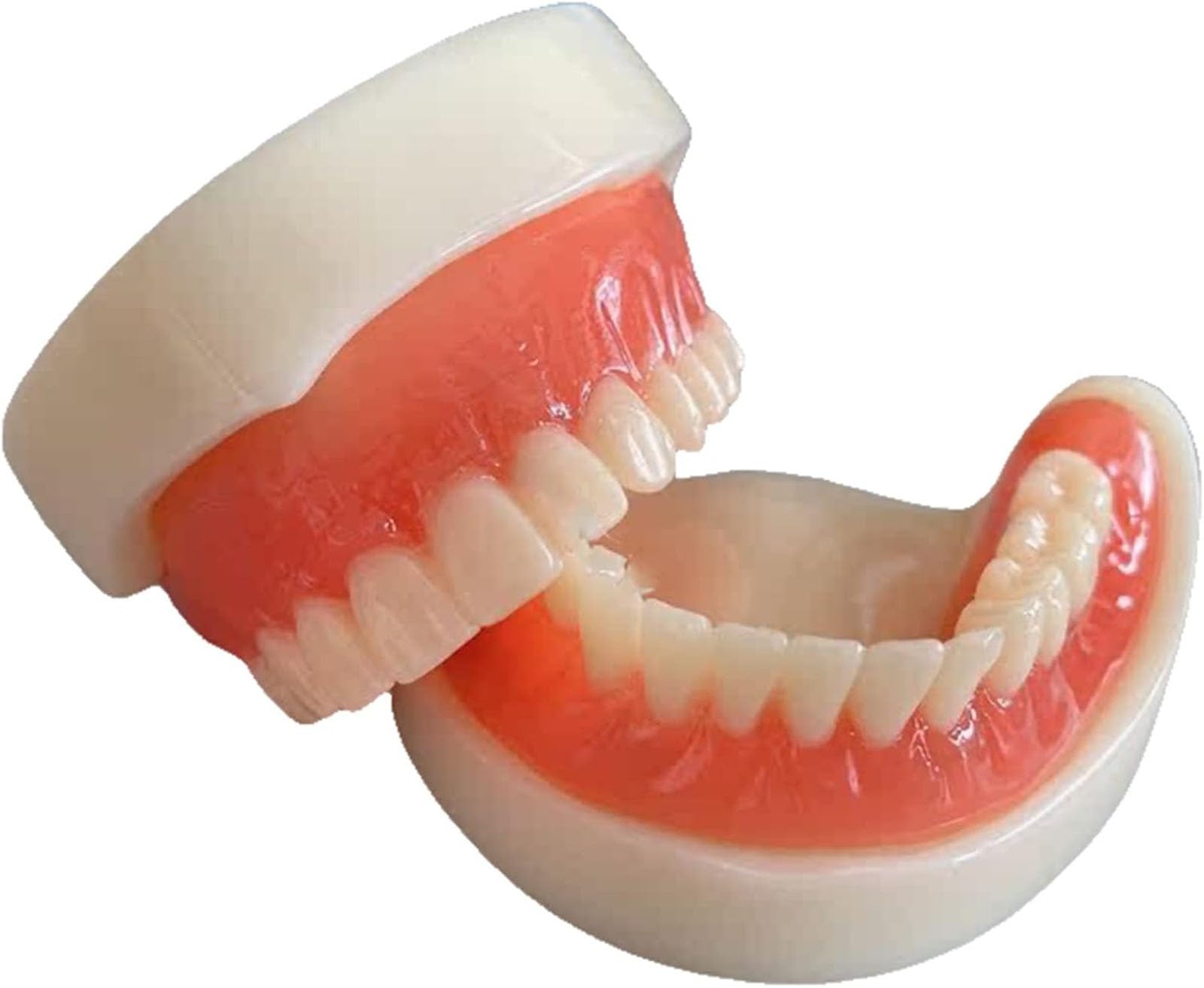Modello di Protesi Dentale - Modello di Studio Modello di Denti per Impianto Ad Adsorbimento Magnetico per Protesi Completa - Modello Educativo per Denti Dentali - per L'