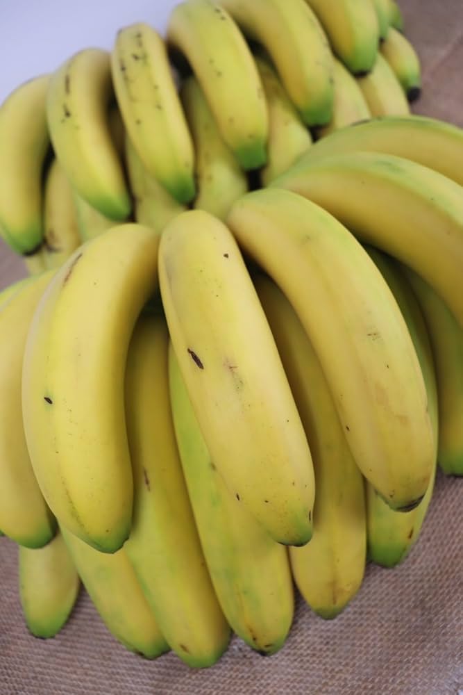 Amazon.co.jp: 【大きなバナナ】2kg程 14～16本 フィリピン産 太陽を