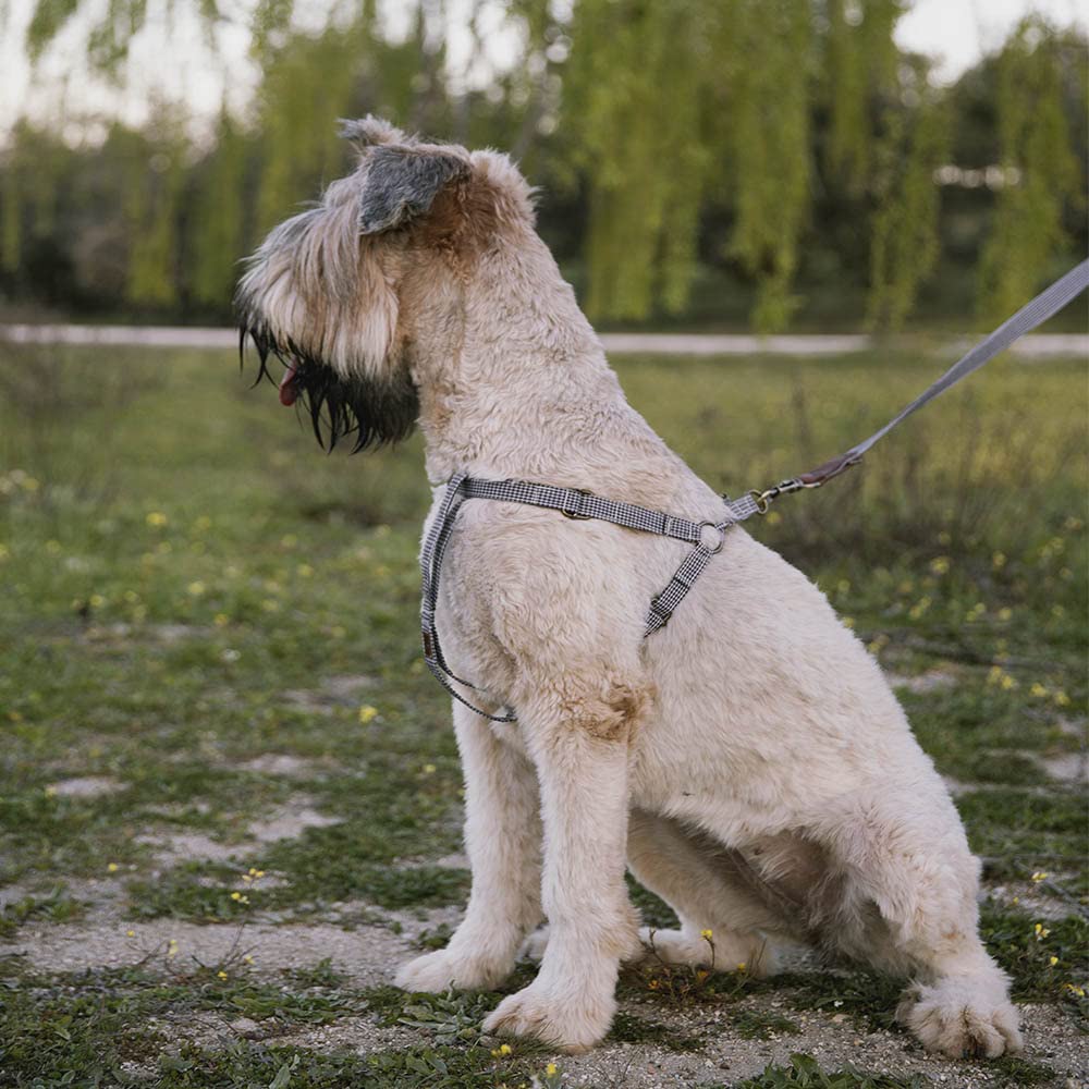 Milo Harness - L, Vichy black and white - Image 2