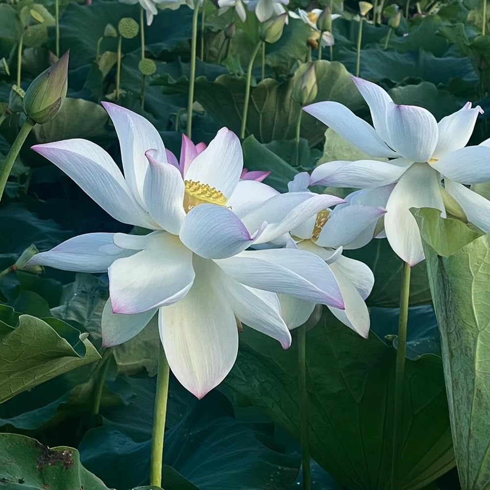 Semi Di Fiore Di Loto Viola Premium, Coltiva Splendide Fioriture - Foto 12