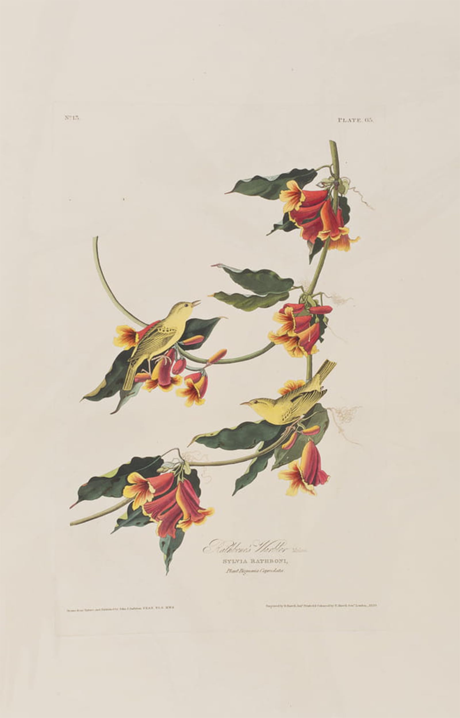 ARTXLXXBN Famous Painting Canvas Artwork Graffiti Print Illustration From birds of America by John Jamess Audubon Portrait Canvas Image for Home Decor 60x90cm