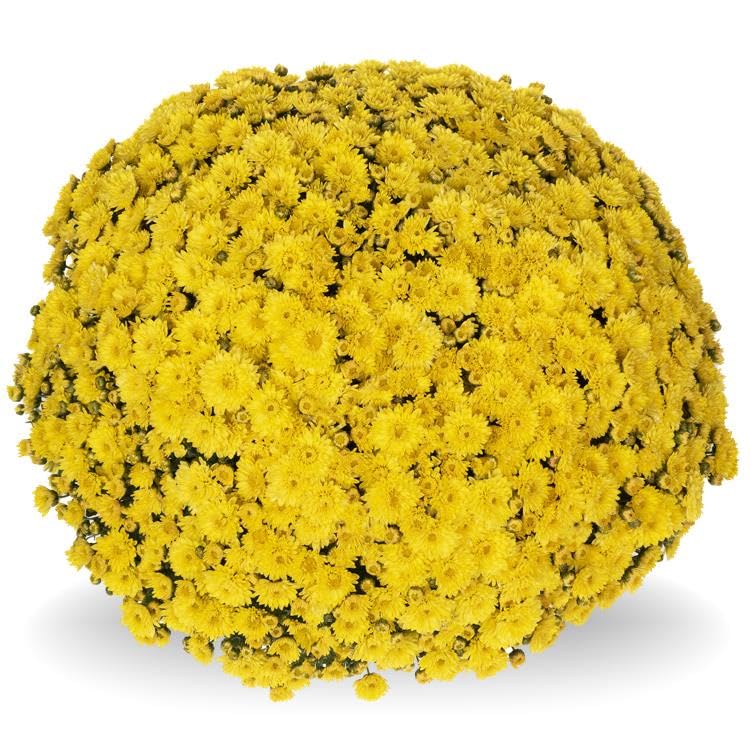 Perfect Plants - Chrysanthemum Plants - Stunning Yellow Flowers - Outdoor Garden Ready in 17cm Pots - Perennial All Year Round - Garden Mums