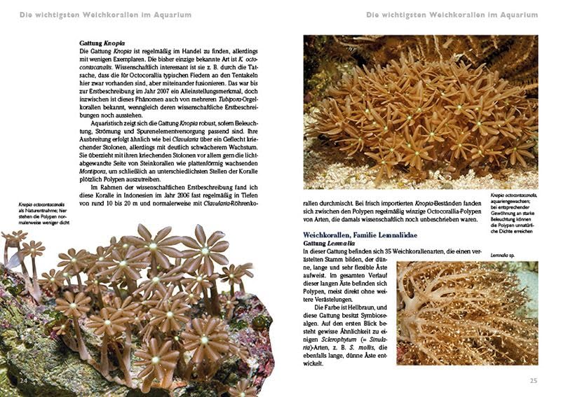 Weichkorallen im Meerwasseraquarium: Pflege und Vermehrung (Buchreihe Art für Art Meerwasser)