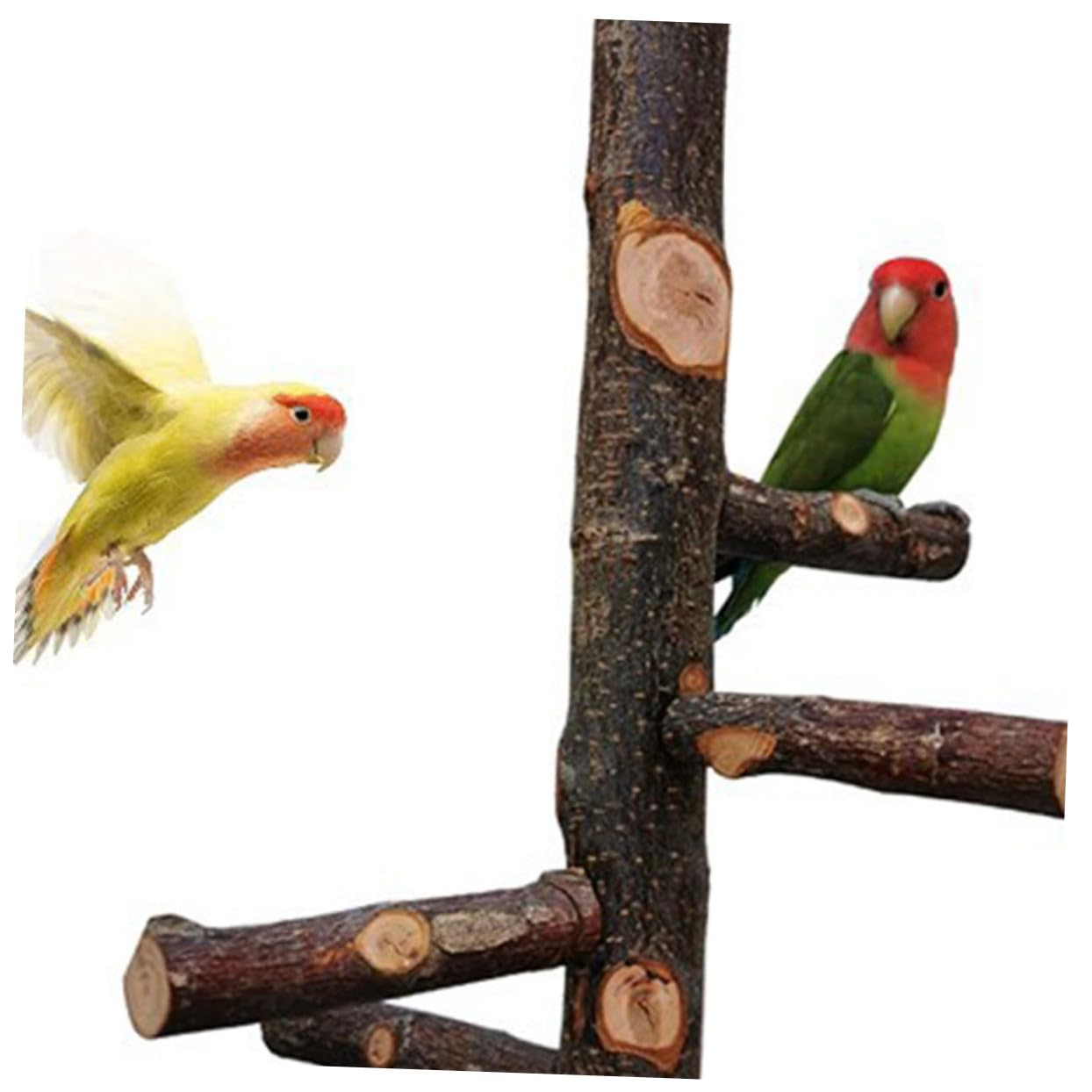 BESPORTBLE 2ensembles Perchoir à Oiseaux Naturel Support De pour Cage Accessoire De Perchoir pour Perroquets Et Petits Oiseaux Stabilité Et Confort Assurés Moyenne
